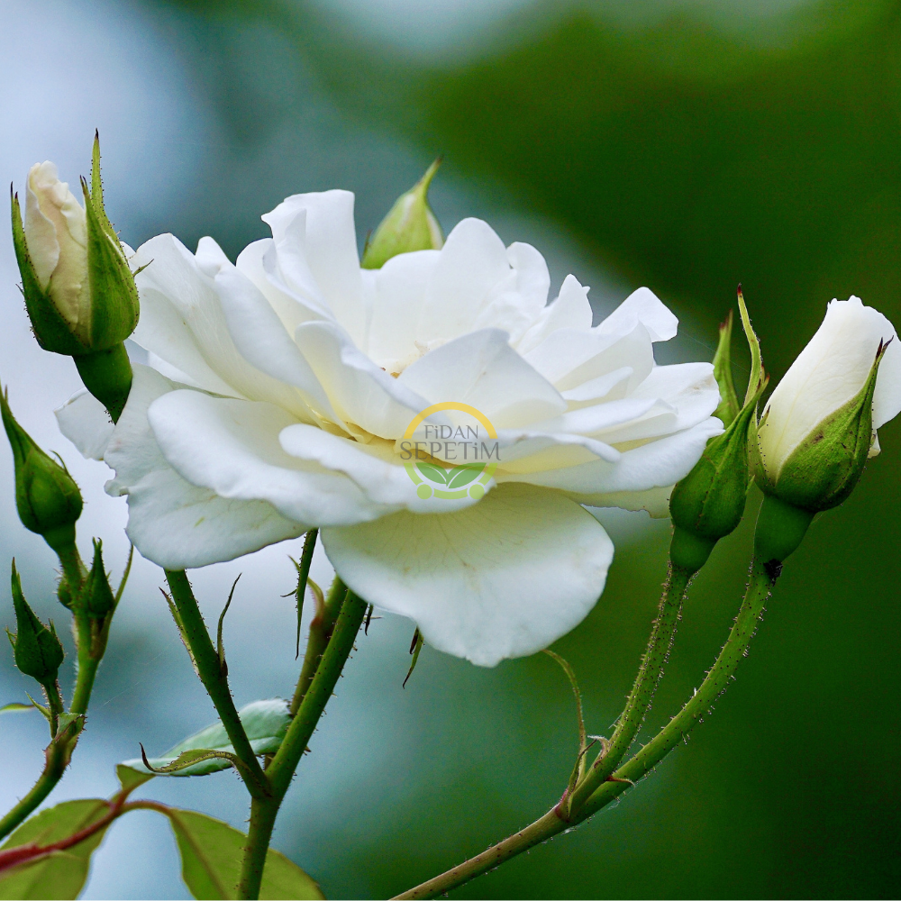 3 Yaş Beyaz Renk Sarmaşık Gül Fidanı 3 Yaş Beyaz Renk Sarmaşık Gül Fidanı