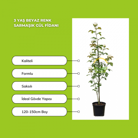 3 Yaş Beyaz Renk Sarmaşık Gül Fidanı