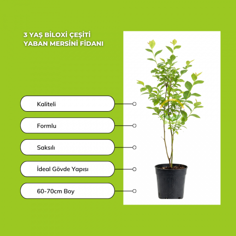 3 Yaş Biloxi Çeşiti Yaban Mersini Fidanı