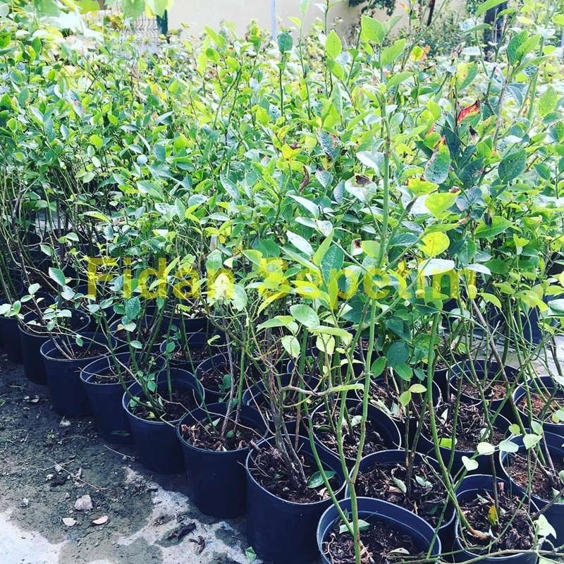 3 Yaş Bluecrop Çeşiti Yaban Mersini Fidanı