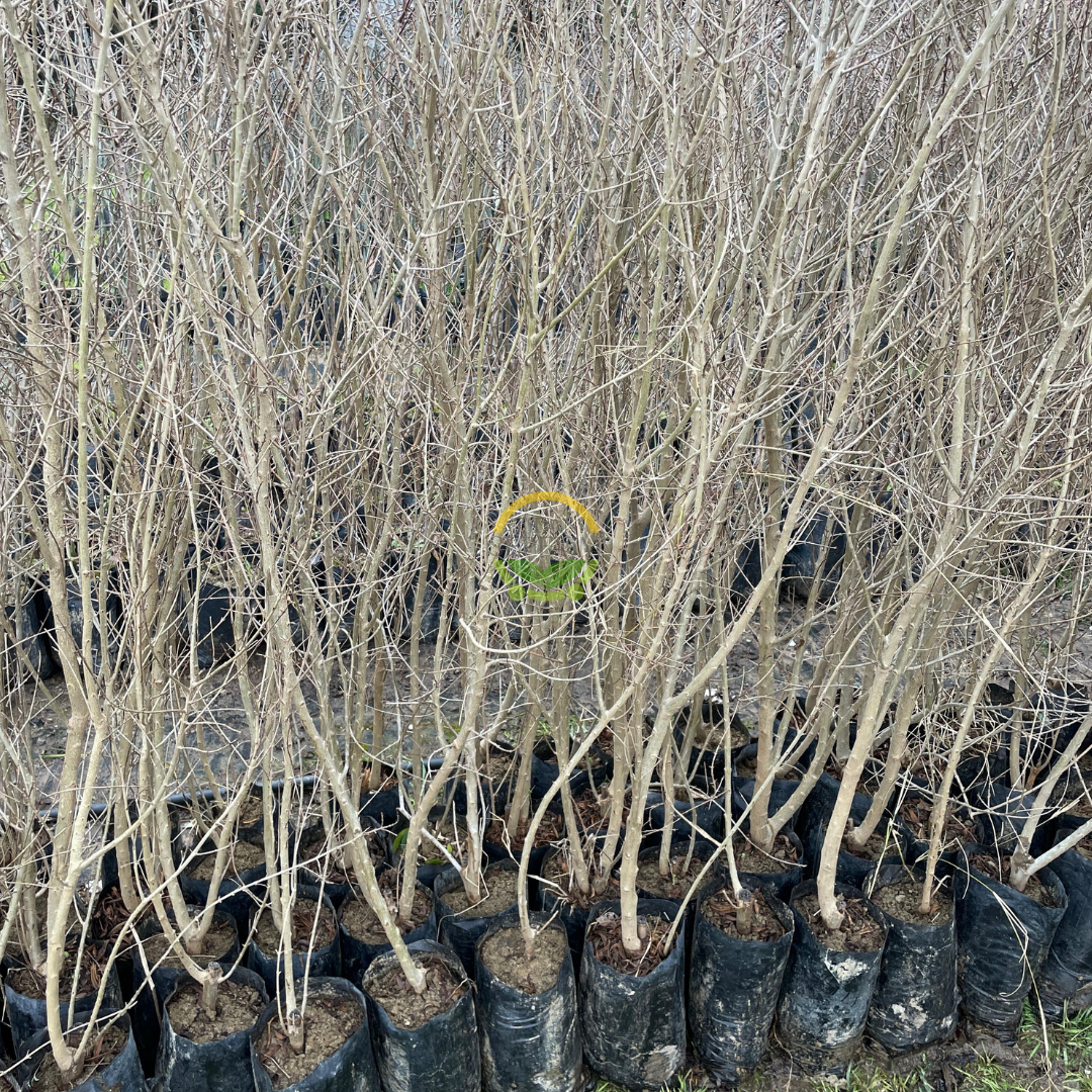 3 Yaş Deve Dişi Nar Fidanı (Tatlı) 3 Yaş Deve Dişi Nar Fidanı (Tatlı)