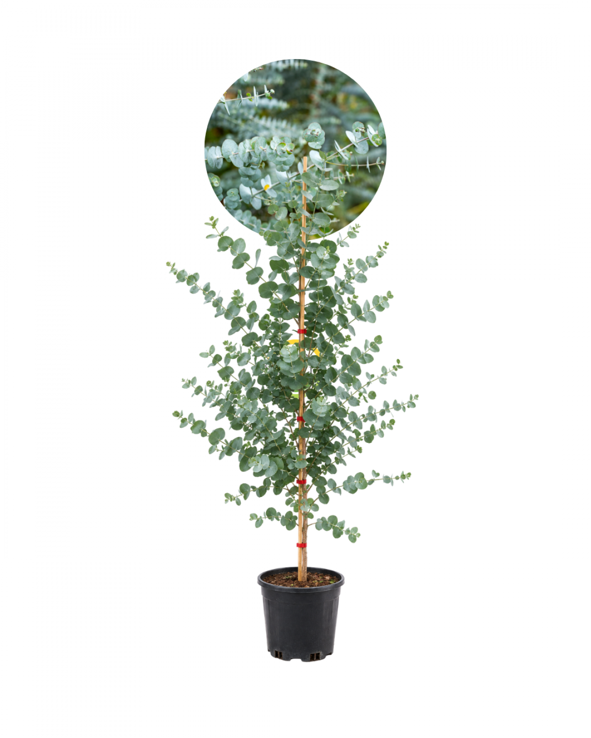 3 Yaş Eucalyptus Cinerea Silver Dollar Bodur Okaliptus Fidanı
