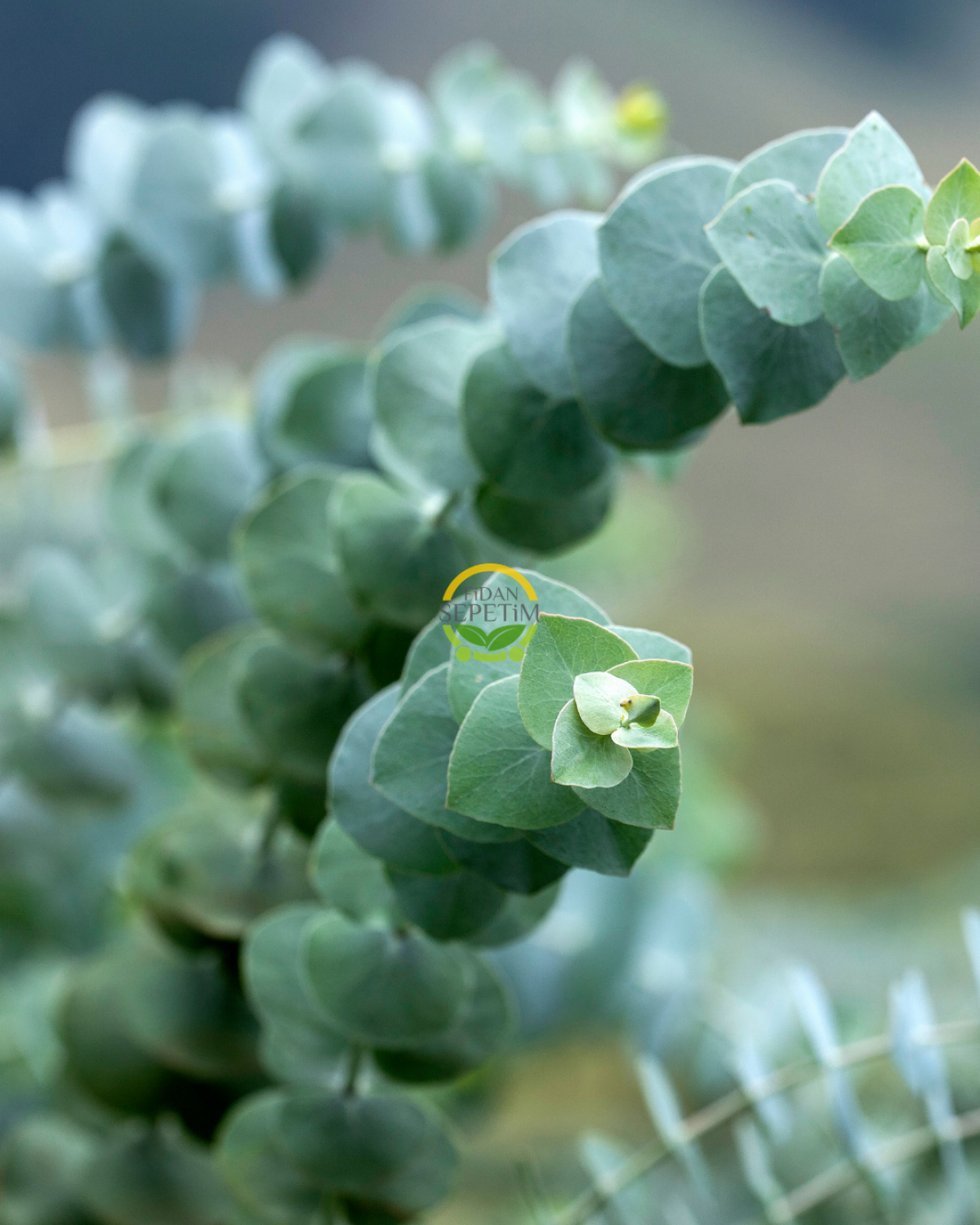 3 Yaş Eucalyptus Cinerea Silver Dollar Bodur Okaliptus Fidanı