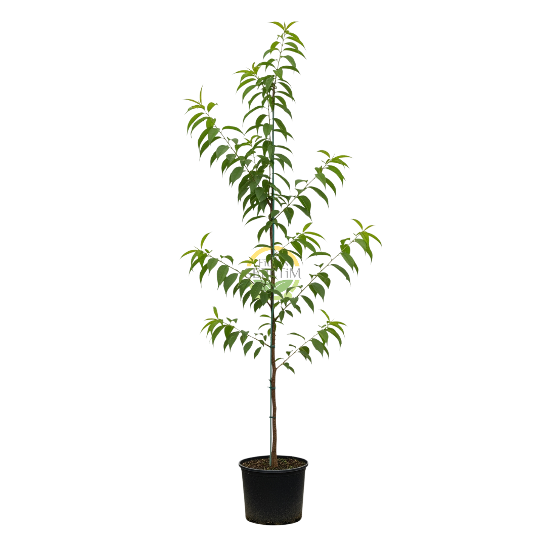 3 Yaş Extreme Red Nektarin Fidanı *Yarı Bodur* 3 Yaş Extreme Red Nektarin Fidanı *Yarı Bodur*