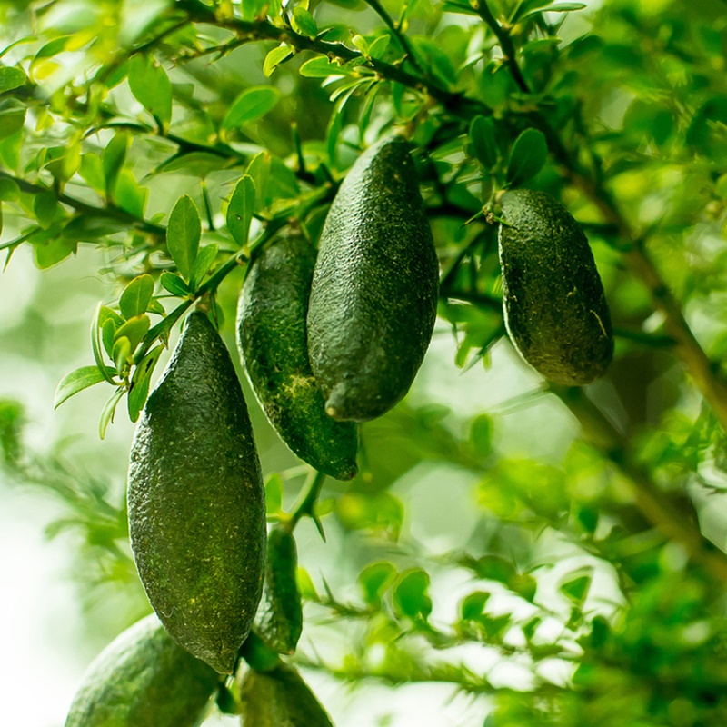 3 Yaş Finger Lime Parmak Limon Fidanı 3 Yaş Finger Lime Parmak Limon Fidanı