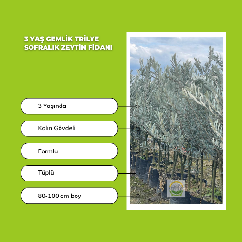 3 Yaş Gemlik Trilye Sofralık Zeytin Fidanı 3 Yaş Gemlik Trilye Sofralık Zeytin Fidanı