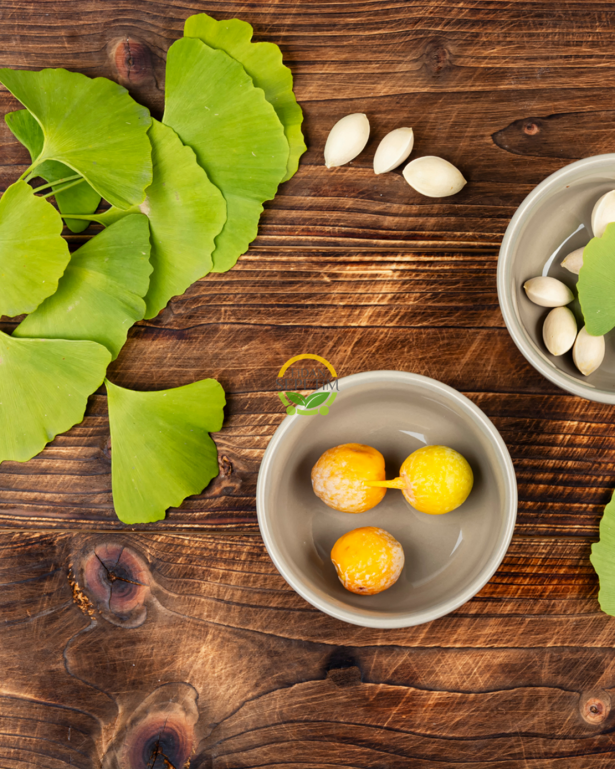 3 Yaş Ginkgo Biloba Mabet Ağacı Fidanı 3 Yaş Ginkgo Biloba Mabet Ağacı Fidanı