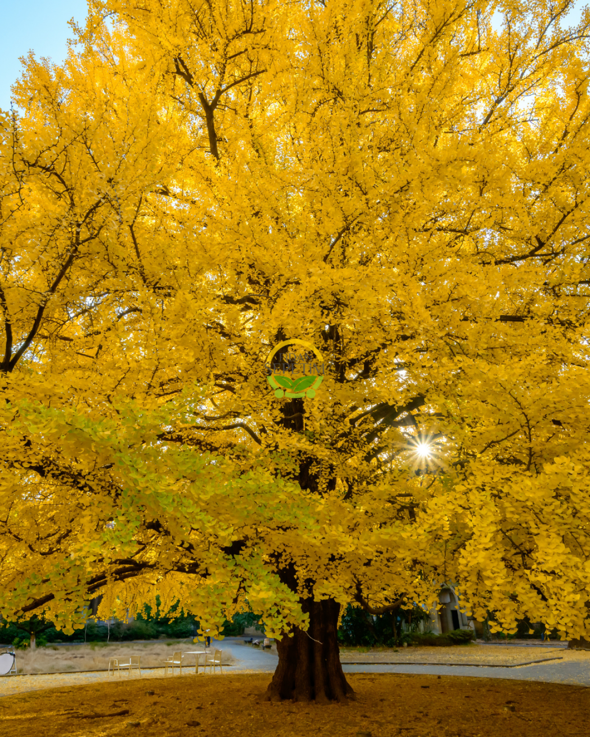 3 Yaş Ginkgo Biloba Mabet Ağacı Fidanı 3 Yaş Ginkgo Biloba Mabet Ağacı Fidanı