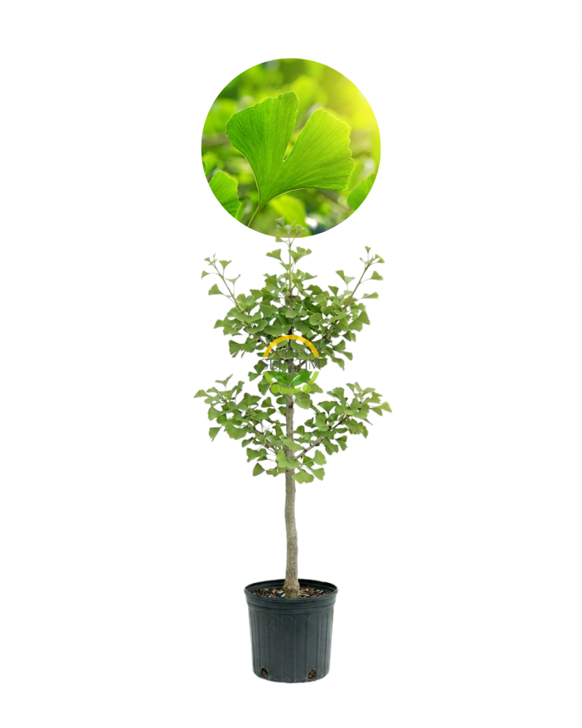 3 Yaş Ginkgo Biloba Mabet Ağacı Fidanı 3 Yaş Ginkgo Biloba Mabet Ağacı Fidanı
