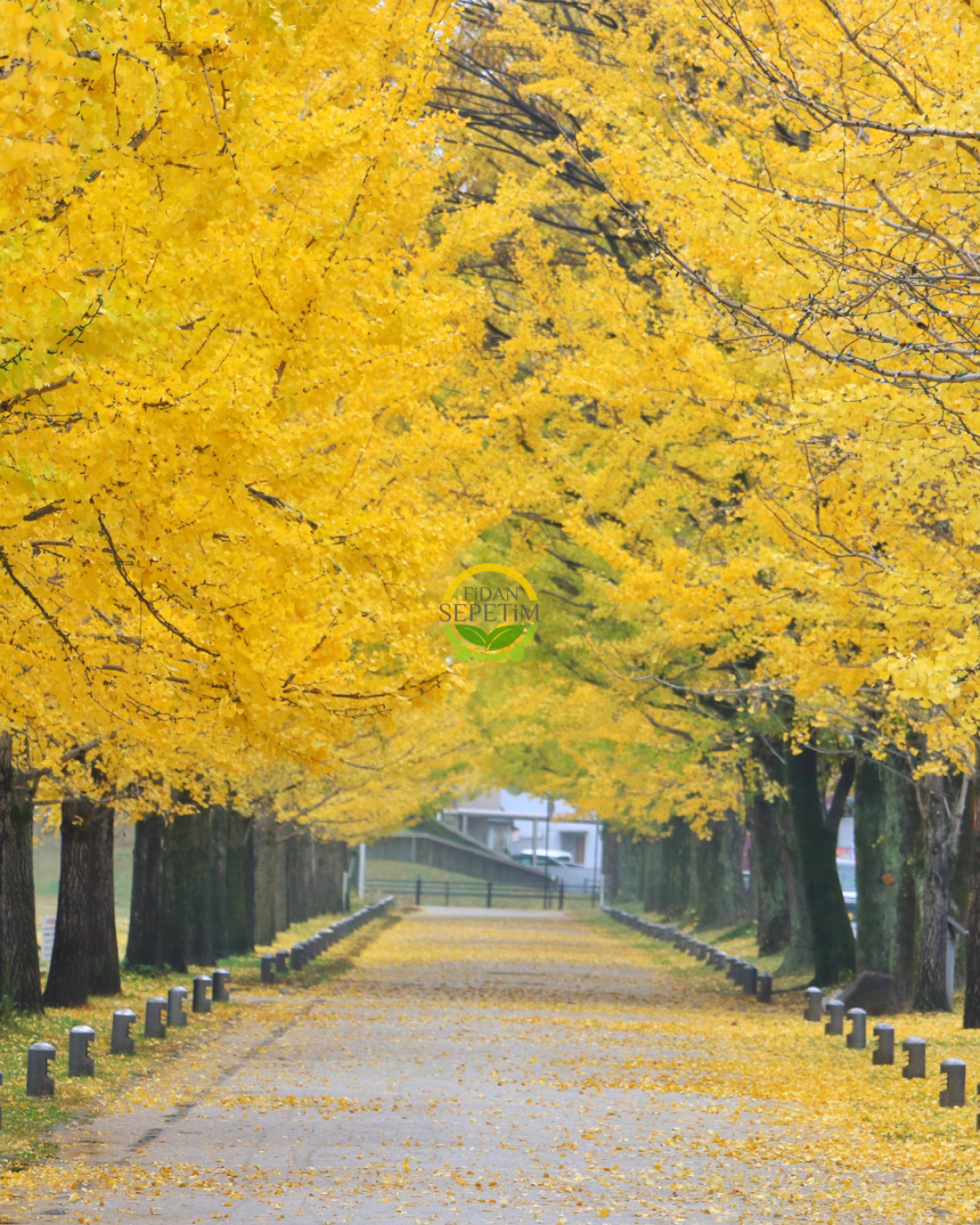 3 Yaş Ginkgo Biloba Mabet Ağacı Fidanı 3 Yaş Ginkgo Biloba Mabet Ağacı Fidanı