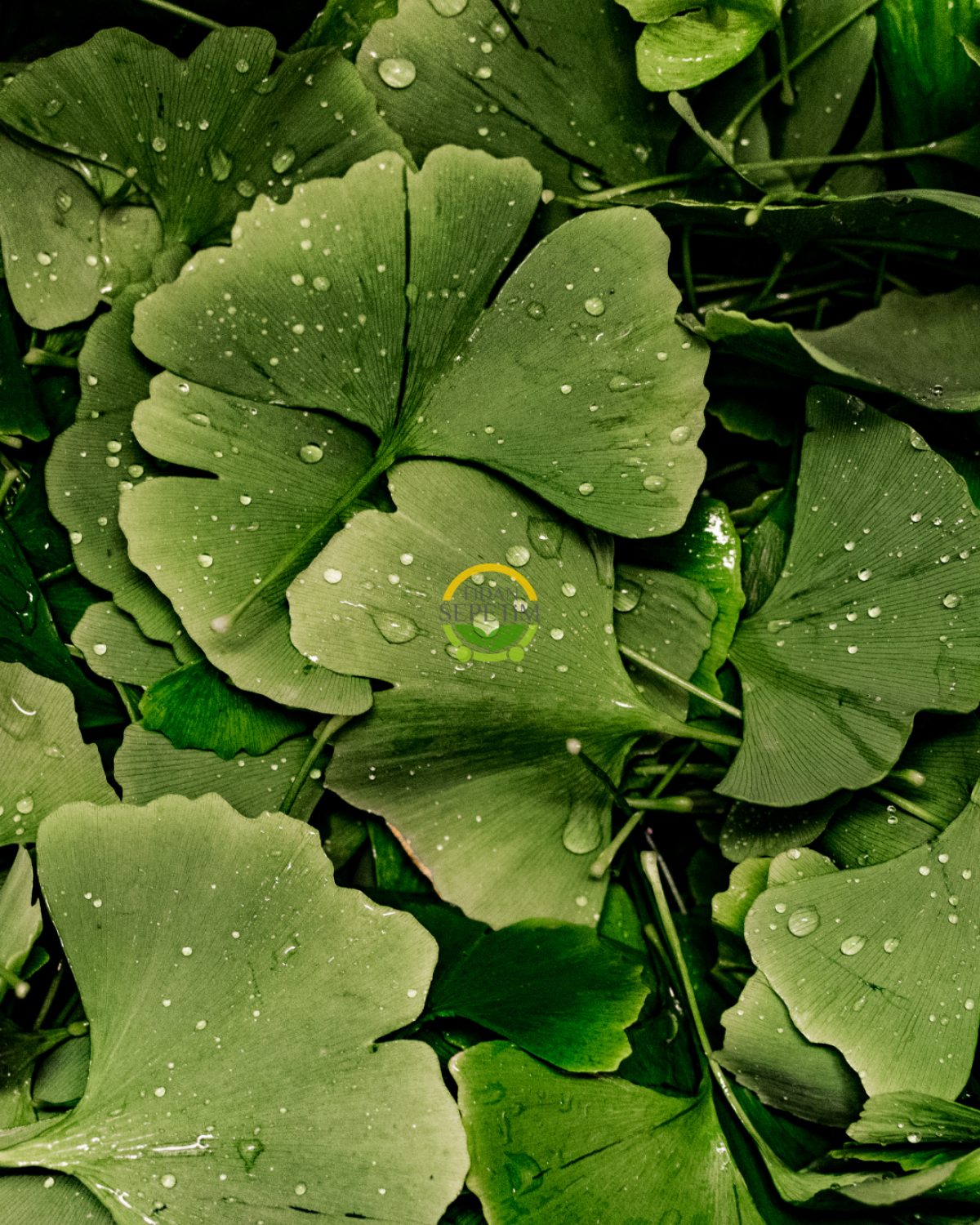3 Yaş Ginkgo Biloba Mabet Ağacı Fidanı 3 Yaş Ginkgo Biloba Mabet Ağacı Fidanı