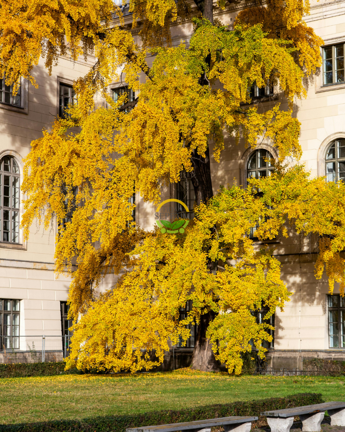 3 Yaş Ginkgo Biloba Mabet Ağacı Fidanı 3 Yaş Ginkgo Biloba Mabet Ağacı Fidanı