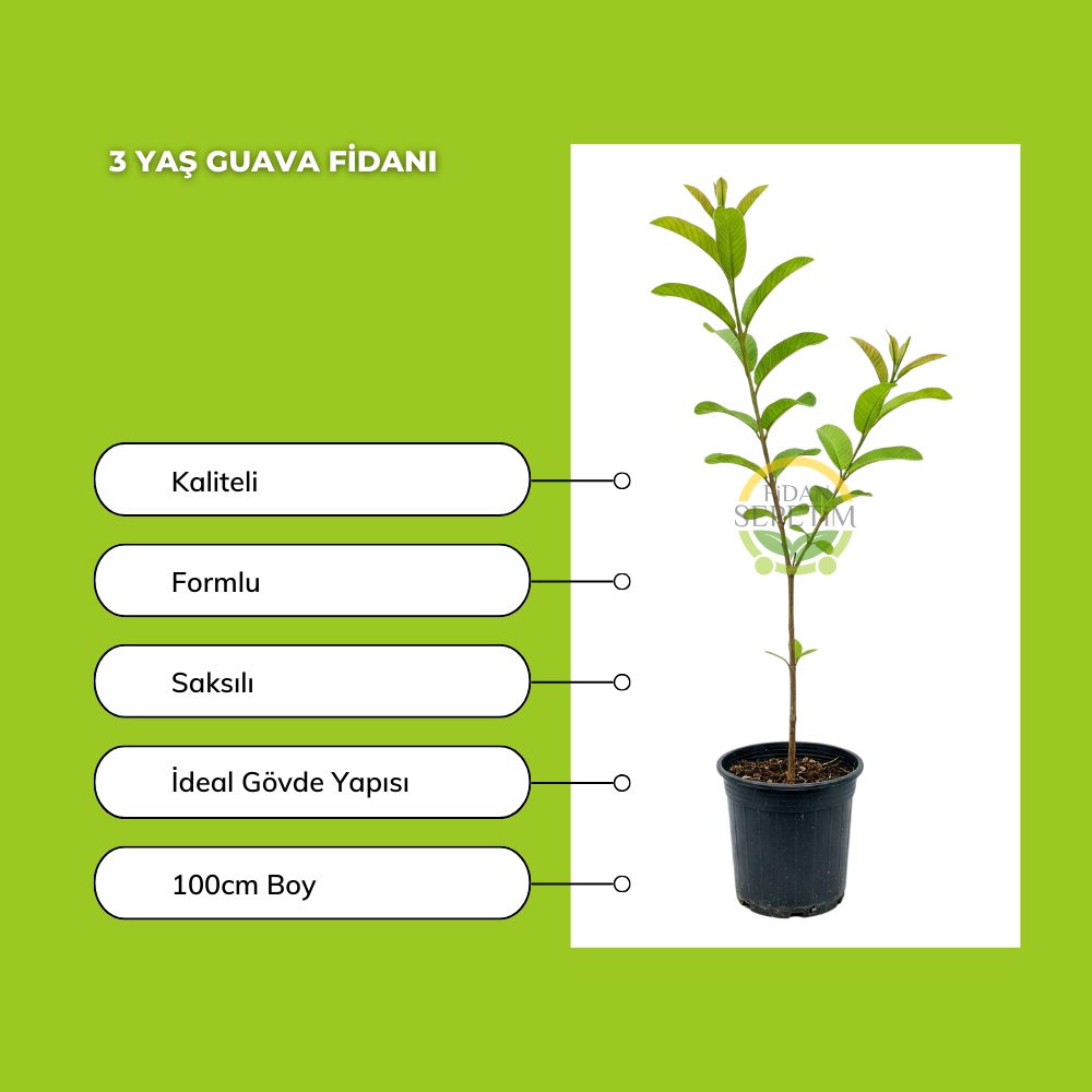 3 Yaş Guava (Sarı Meyveli) Fidanı 3 Yaş Guava (Sarı Meyveli) Fidanı