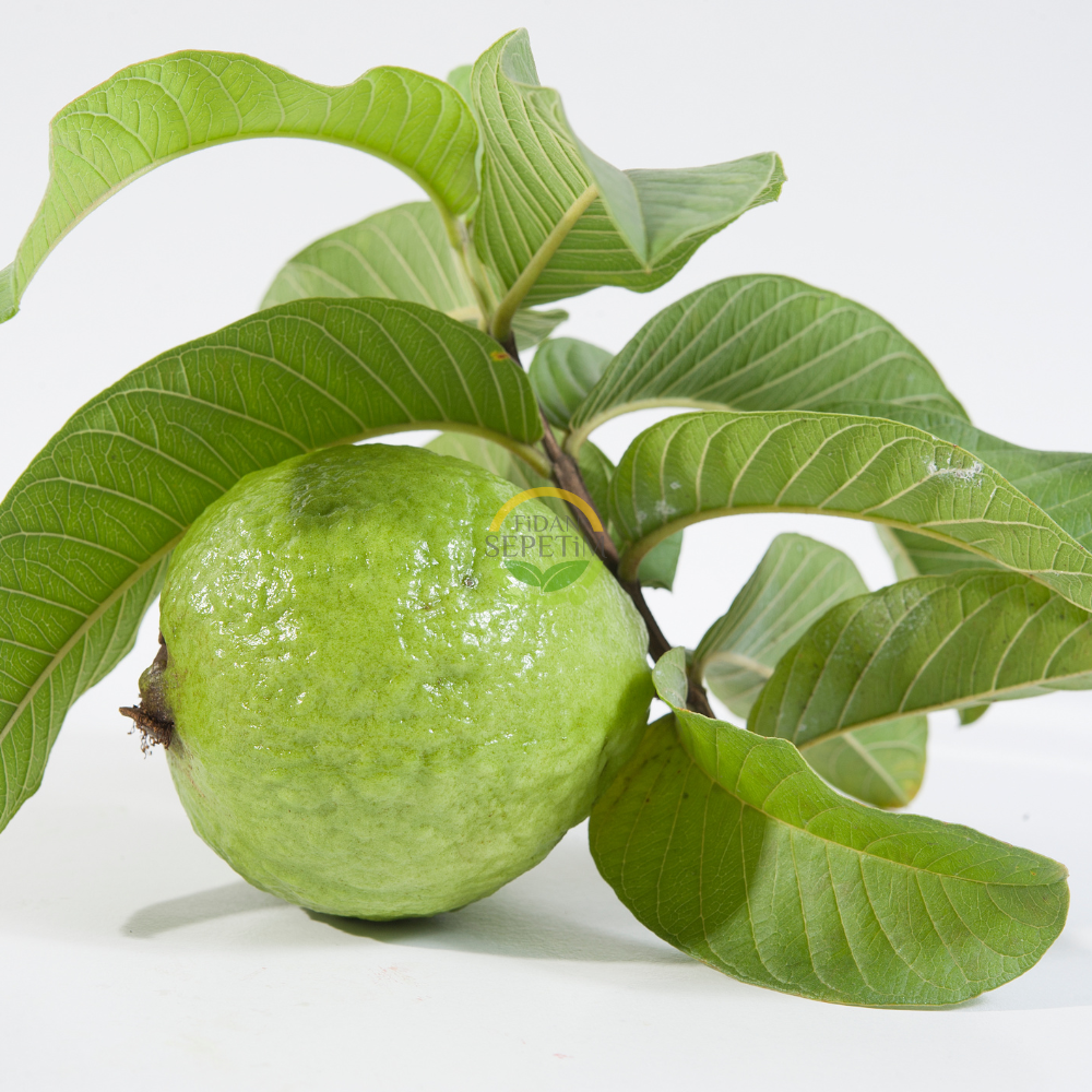 3 Yaş Guava (Sarı Meyveli) Fidanı 3 Yaş Guava (Sarı Meyveli) Fidanı