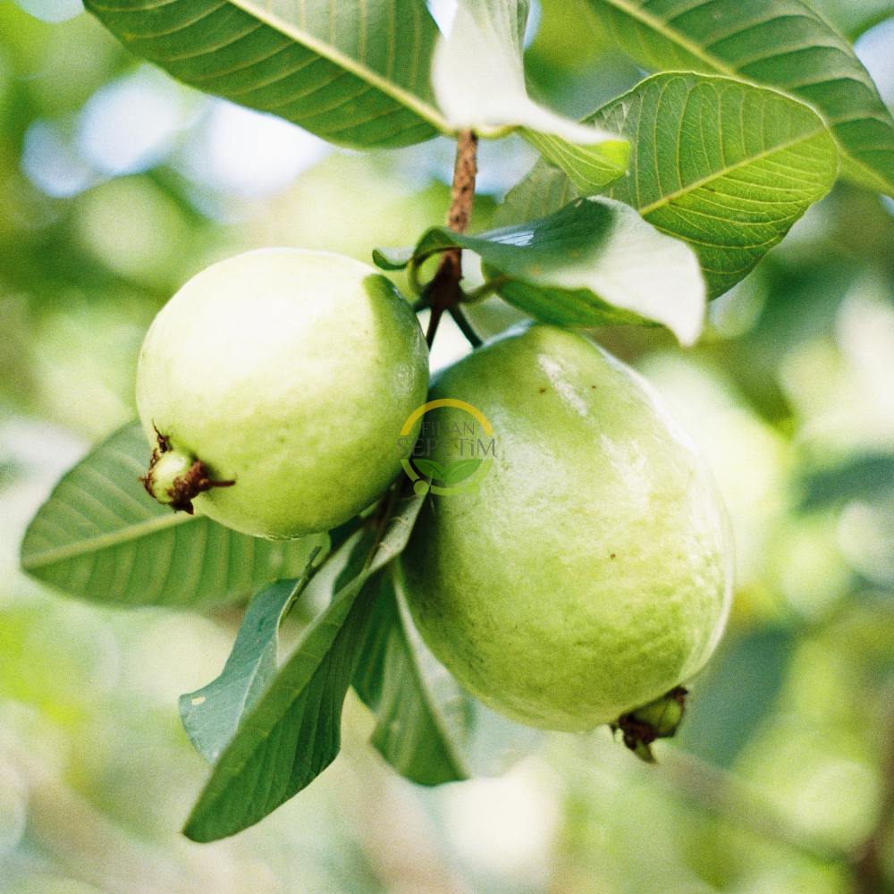 3 Yaş Guava (Sarı Meyveli) Fidanı