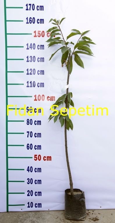 3 Yaş Hacı Ömer Kestane Fidanı