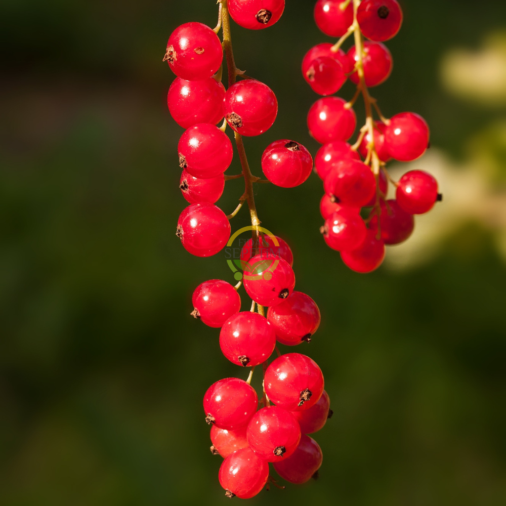 3 Yaş Kırmızı Frenk Üzümü Fidanı 3 Yaş Kırmızı Frenk Üzümü Fidanı