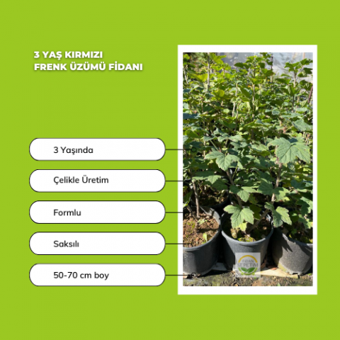 3 Yaş Kırmızı Frenk Üzümü Fidanı 3 Yaş Kırmızı Frenk Üzümü Fidanı