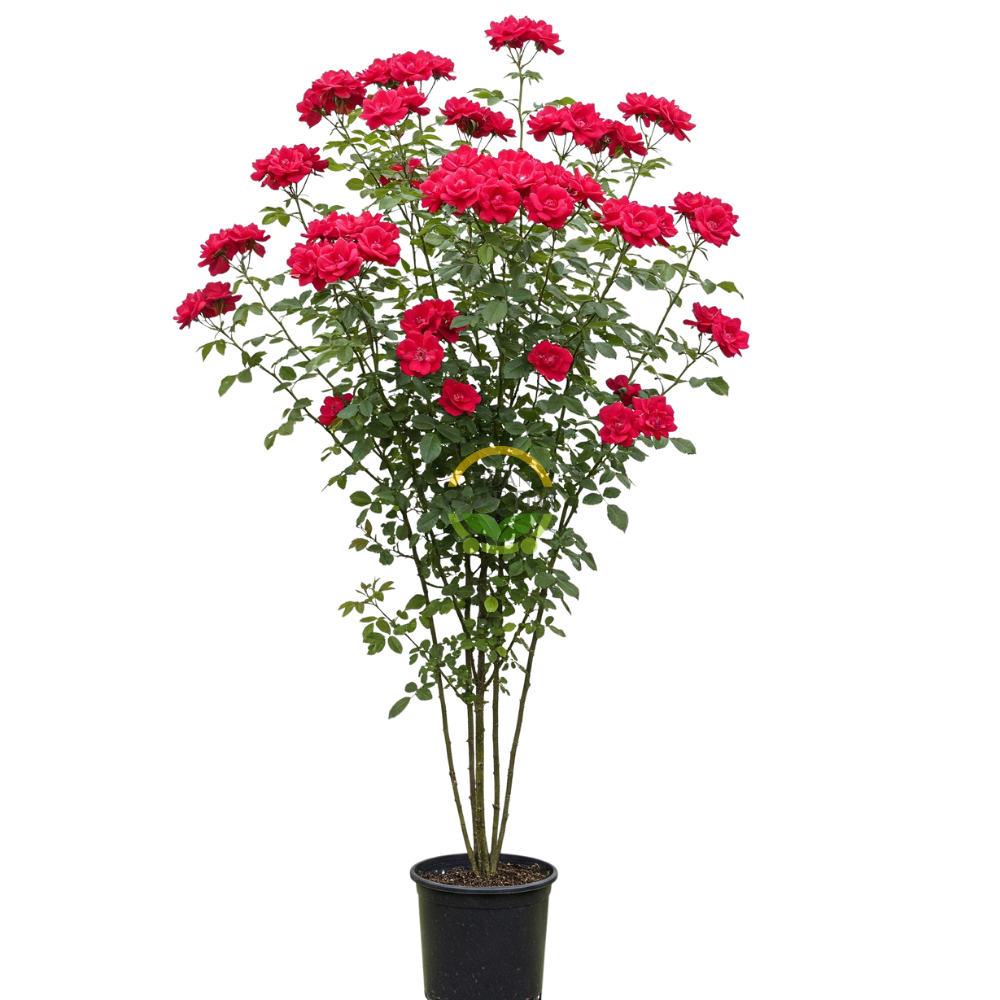 3 Yaş Kırmızı Renkli Sarmaşık Gül Fidanı 3 Yaş Kırmızı Renkli Sarmaşık Gül Fidanı