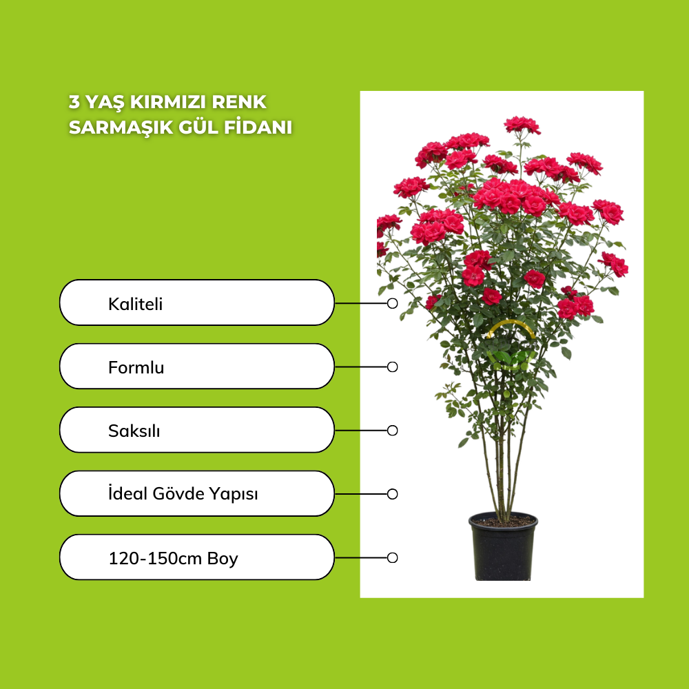 3 Yaş Kırmızı Renkli Sarmaşık Gül Fidanı 3 Yaş Kırmızı Renkli Sarmaşık Gül Fidanı