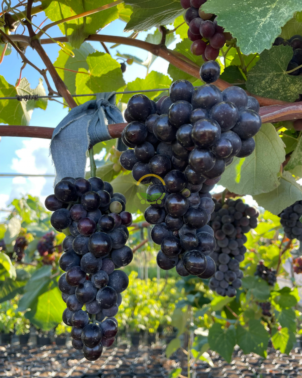 3 Yaş Kokulu Siyah İsabella Üzüm Fidanı