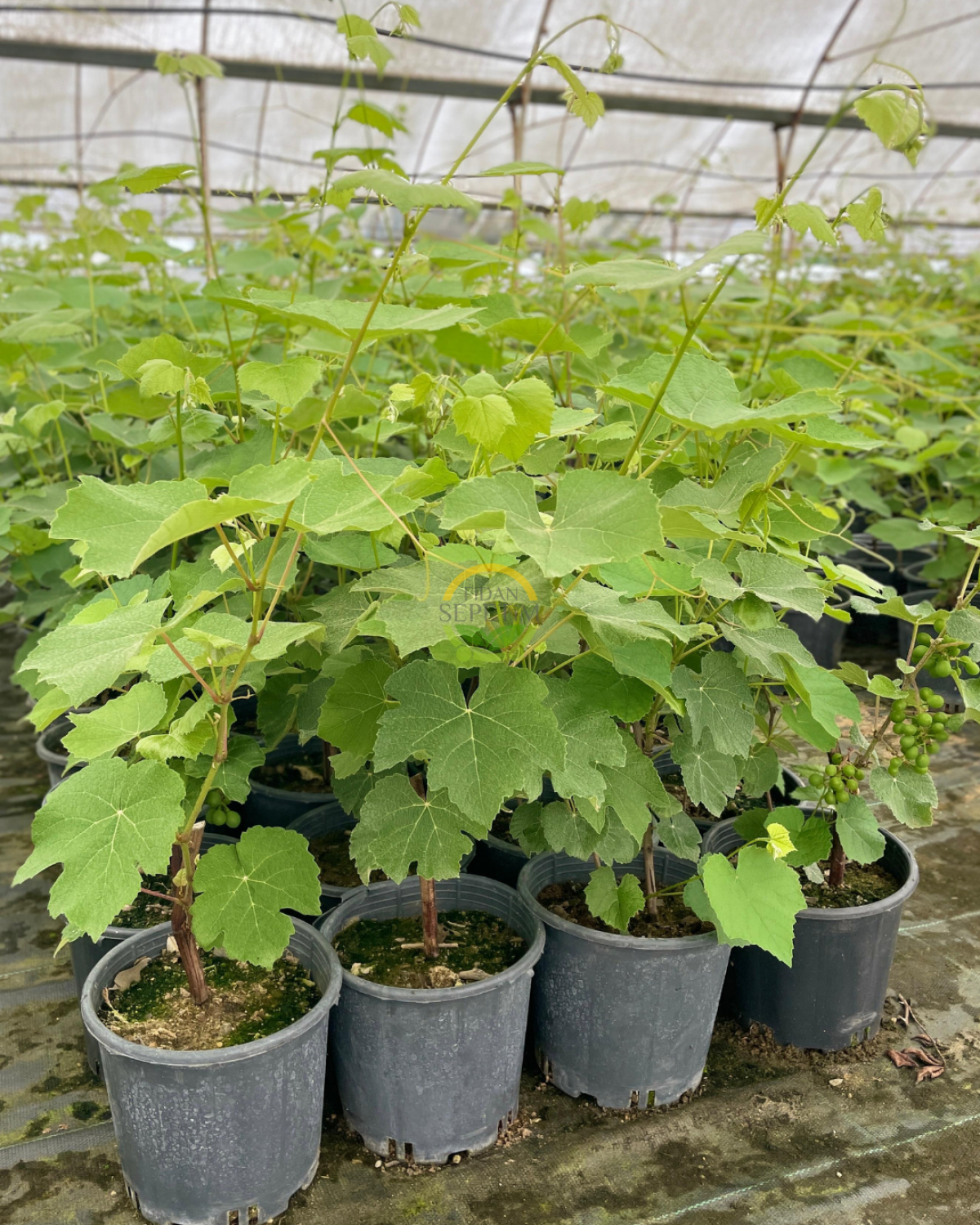 3 Yaş Kokulu Siyah İsabella Üzüm Fidanı