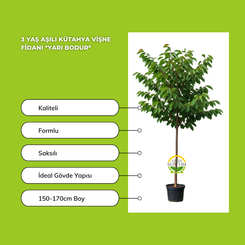 3 Yaş Kütahya Vişne Fidanı *Yarı Bodur* 3 Yaş Kütahya Vişne Fidanı *Yarı Bodur*