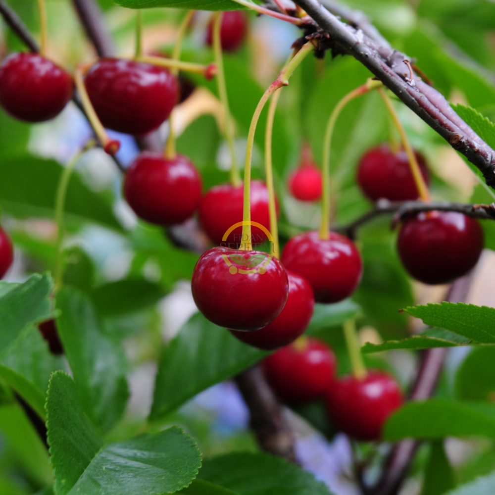 3 Yaş Kütahya Vişne Fidanı *Yarı Bodur* 3 Yaş Kütahya Vişne Fidanı *Yarı Bodur*