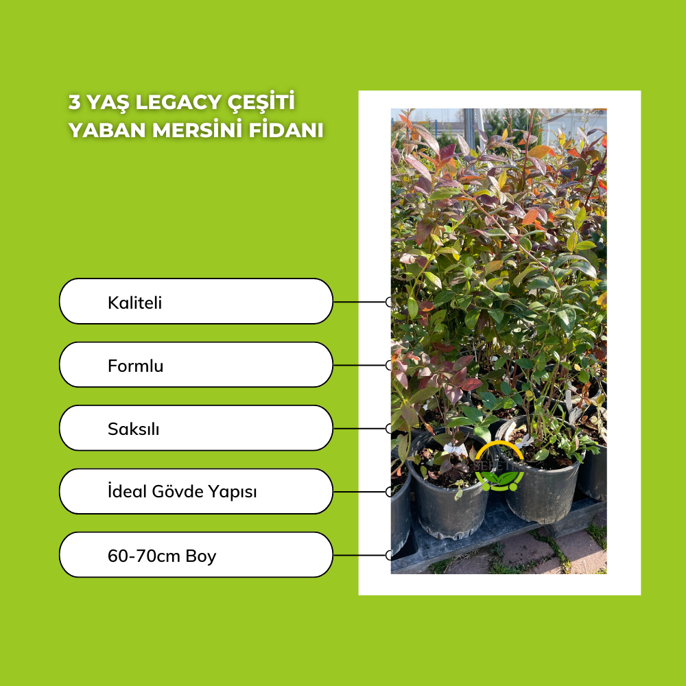 3 Yaş Legacy Çeşiti Yaban Mersini Fidanı *ÜZERİ ÇİÇEKLİ*