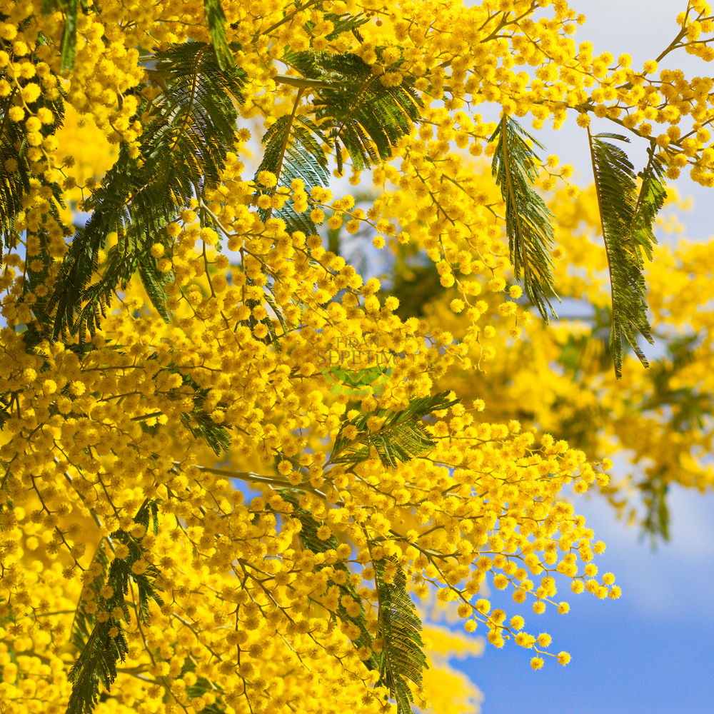 3 Yaş Mimoza Ağacı Fidanı - Gümüşi akasya (Acacia dealbata) XL Boy