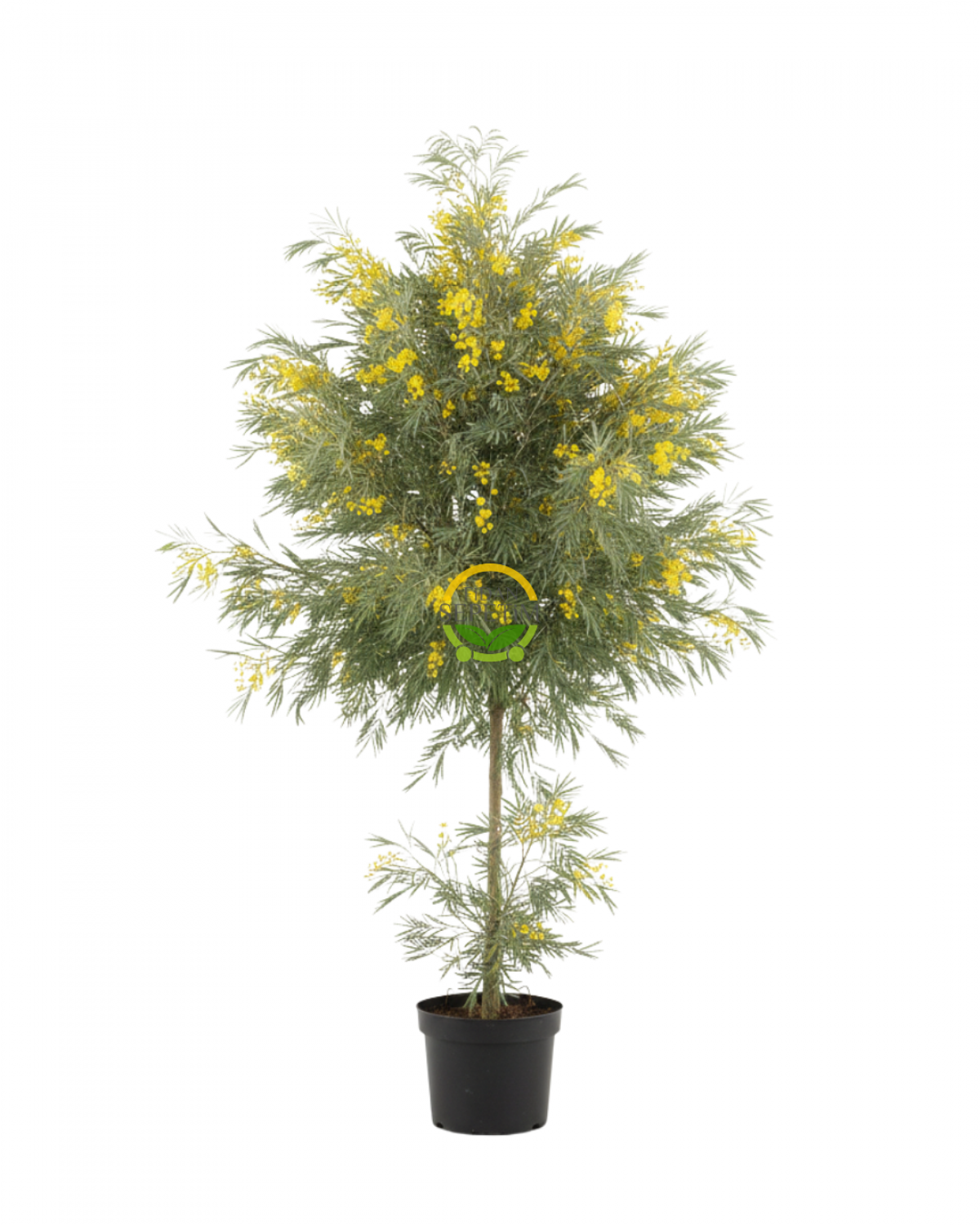 3 Yaş Mimoza Ağacı Fidanı - Gümüşi akasya (Acacia dealbata) XL Boy