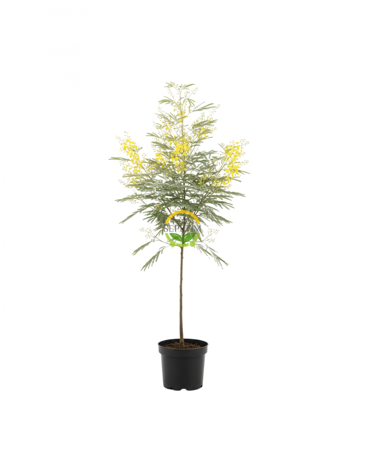 3 Yaş Mimoza Ağacı Fidanı - Gümüşi akasya (Acacia dealbata)