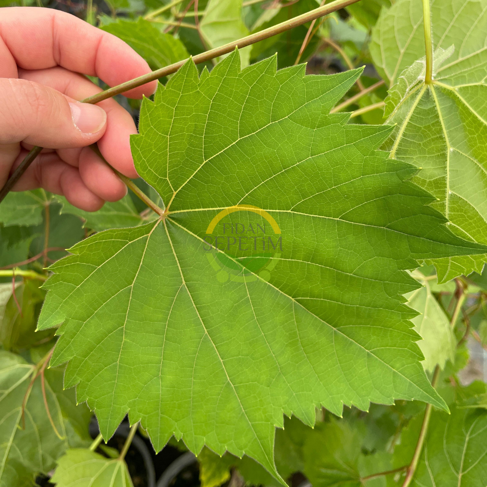 3 Yaş Narince (Tokat) Sarmalık Üzüm Asma Fidanı
