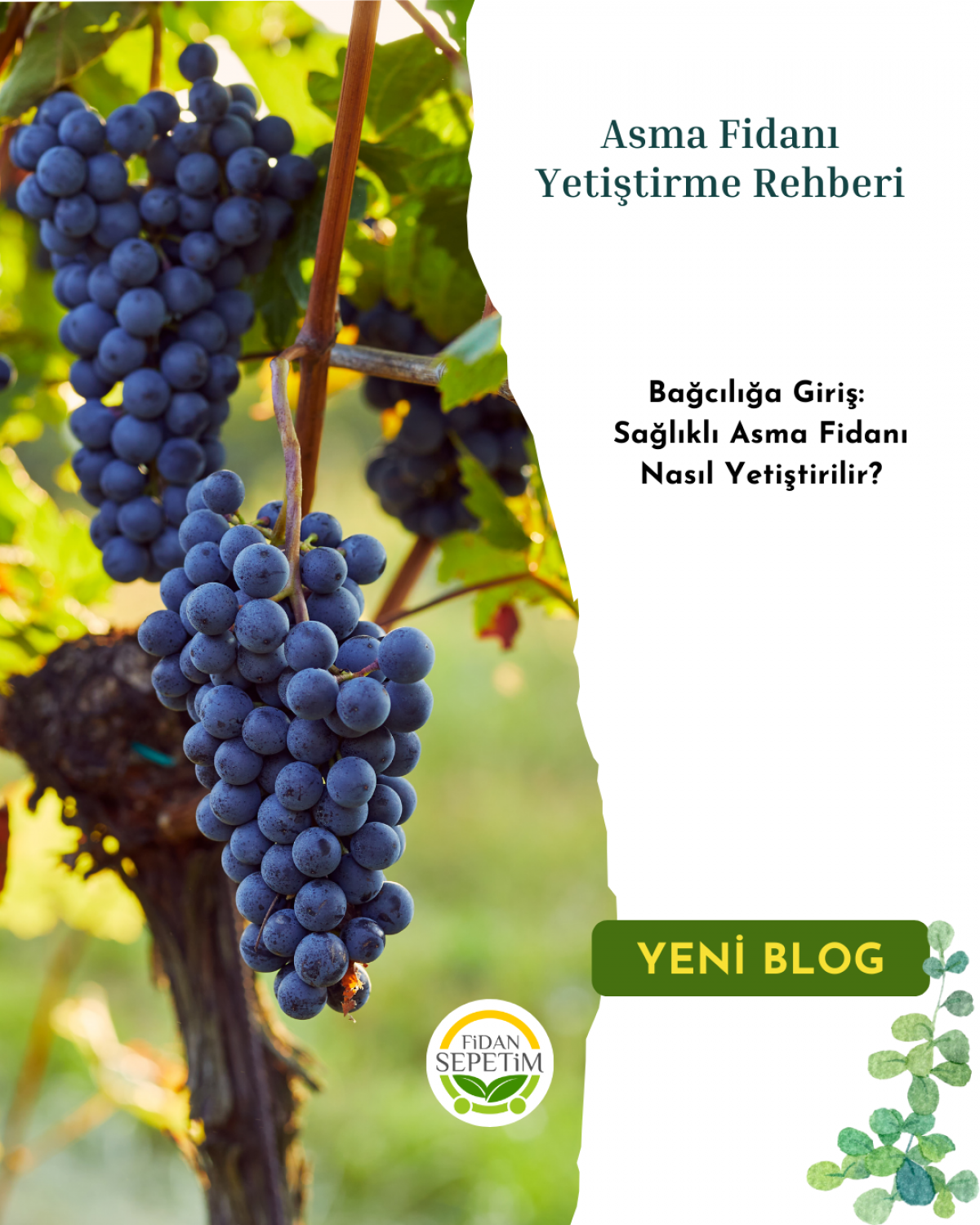 3 Yaş Narince (Tokat) Sarmalık Üzüm Asma Fidanı