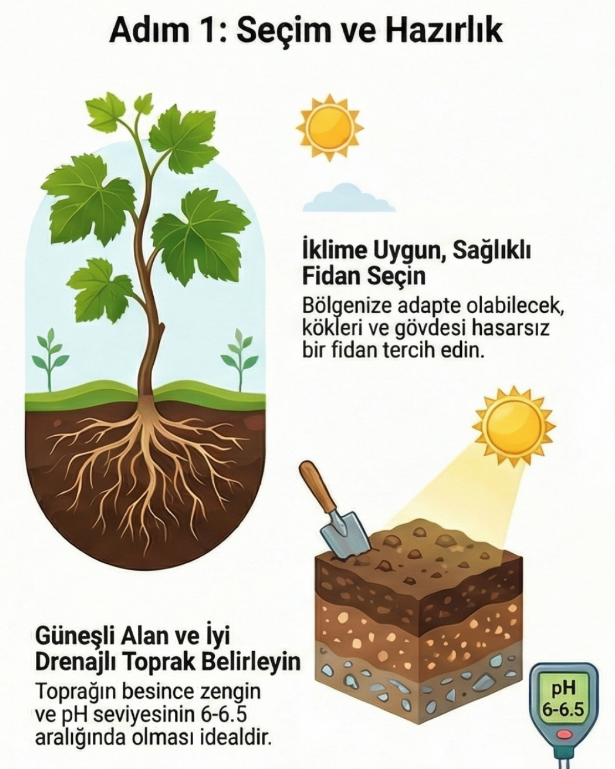 3 Yaş Narince (Tokat) Sarmalık Üzüm Asma Fidanı