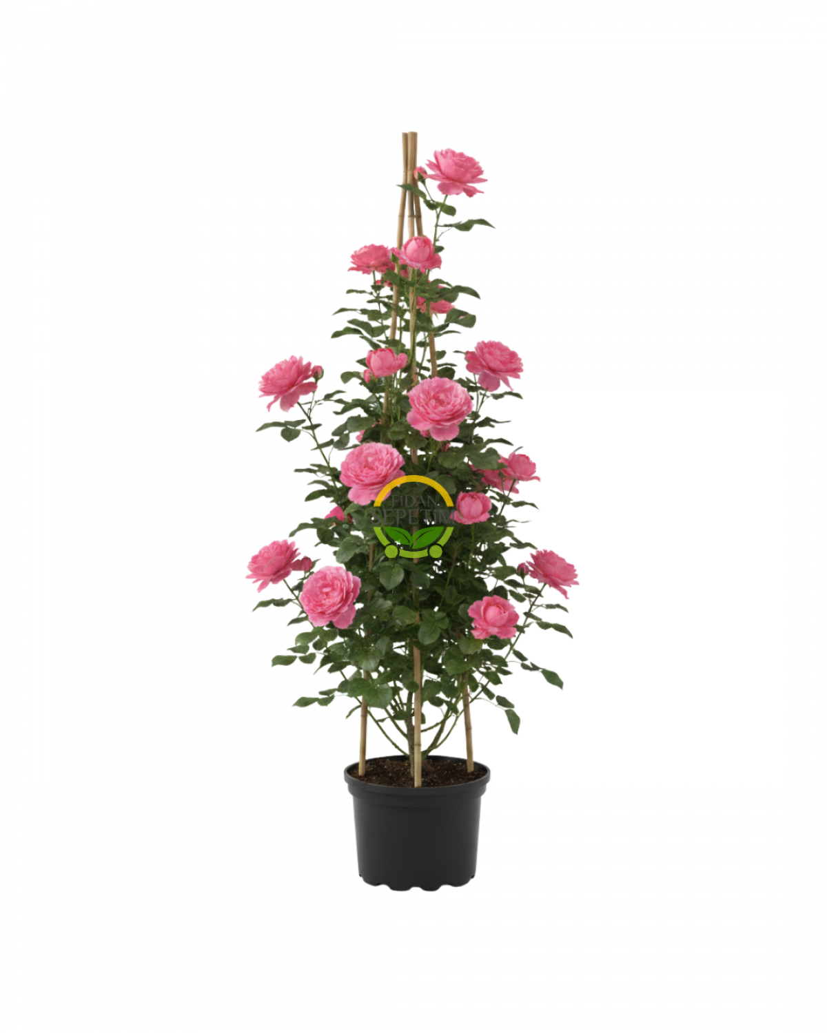 3 Yaş Pembe Renkli Isparta Sarmaşık Gül Fidanı