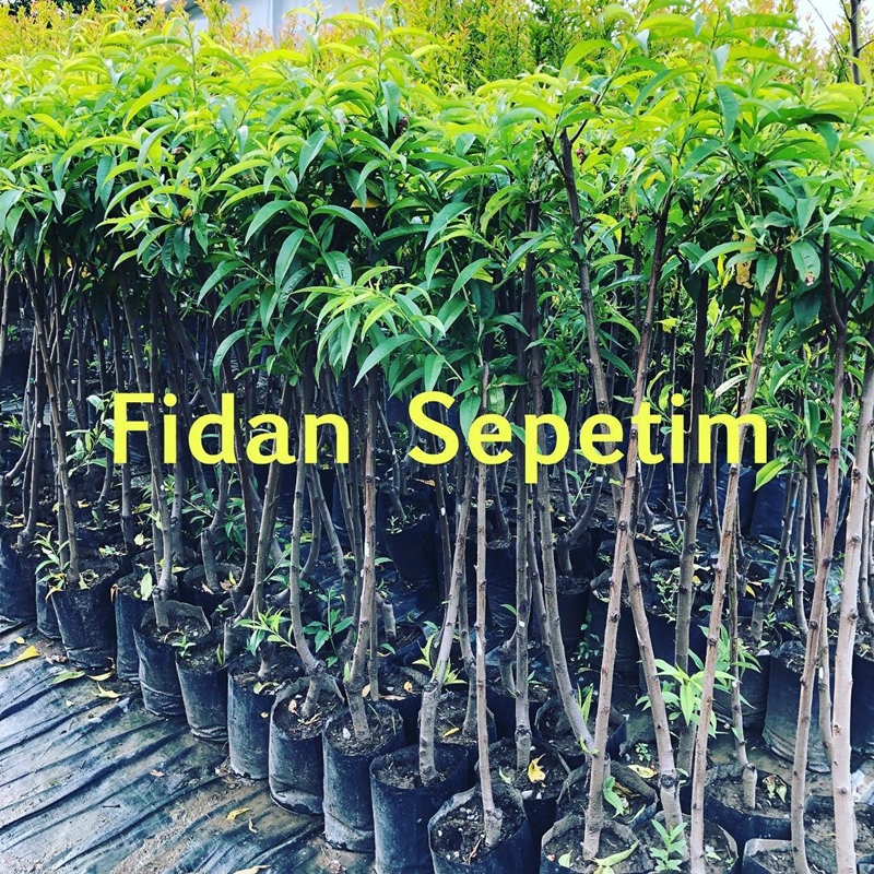 3 Yaş Redhaven Şeftali Fidanı *Yarı Bodur* 3 Yaş Redhaven Şeftali Fidanı *Yarı Bodur*