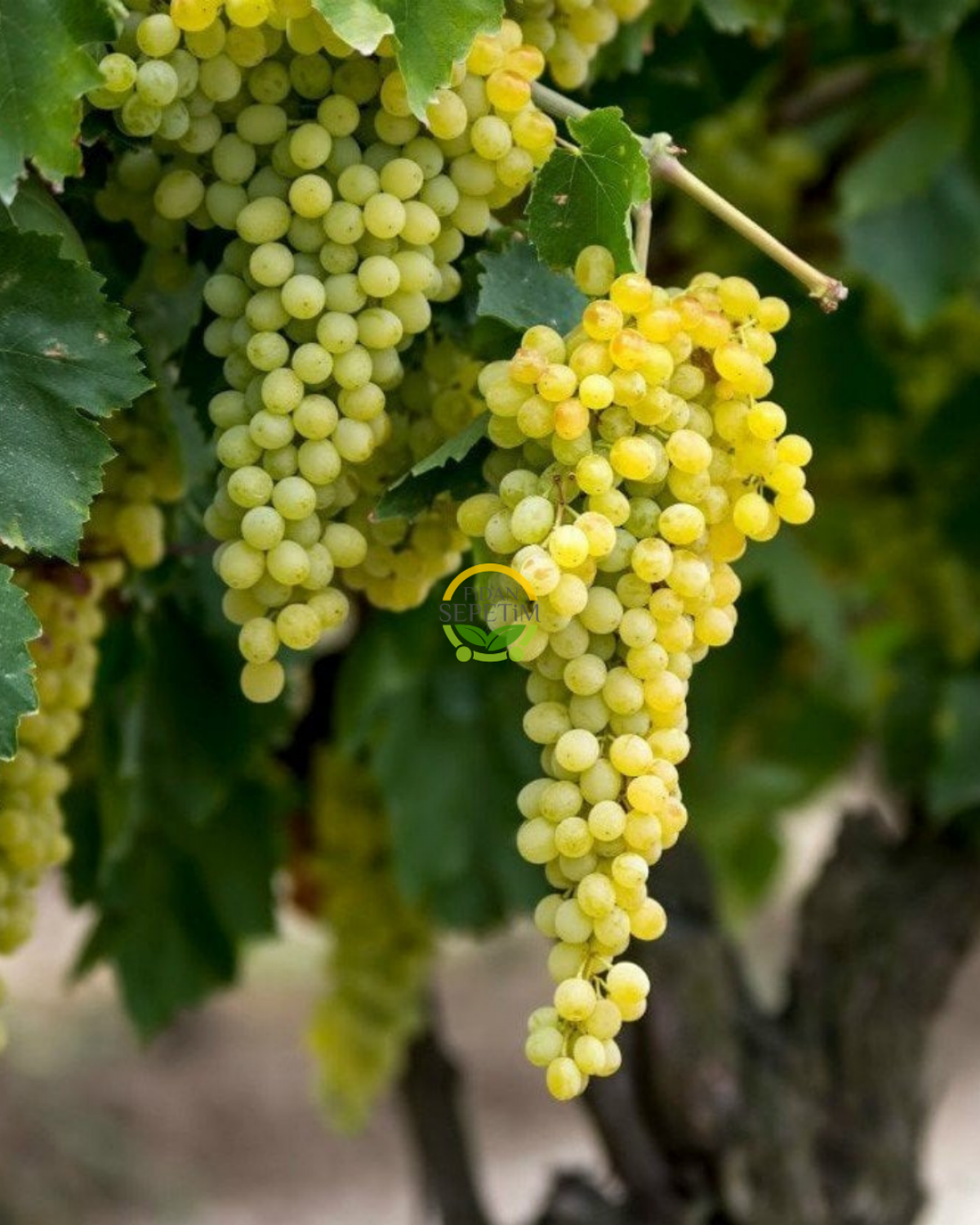 3 Yaş Sultani Üzüm Fidanı