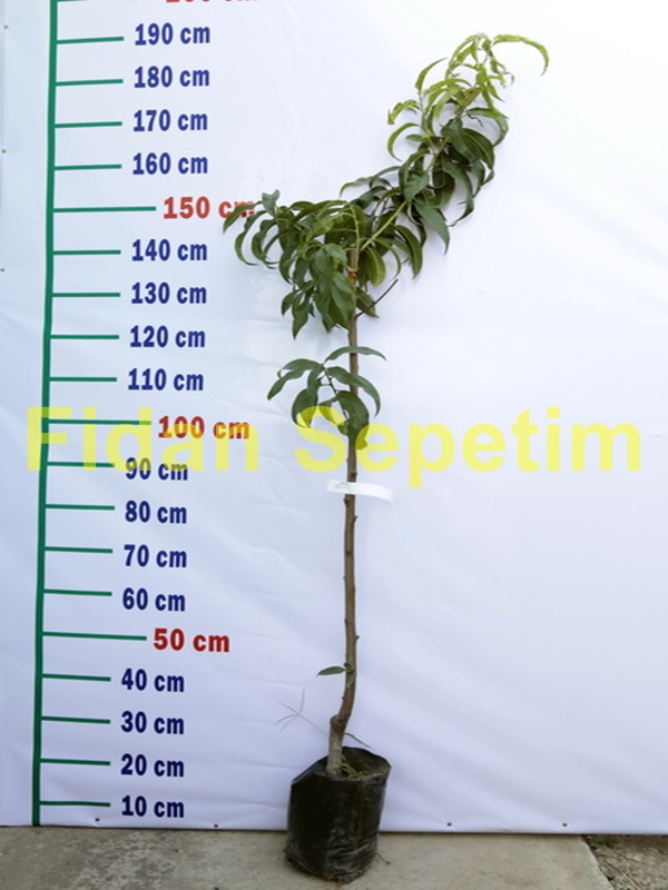 3 Yaş Sweet Dream Şeftali Fidanı *Yarı Bodur* 3 Yaş Sweet Dream Şeftali Fidanı *Yarı Bodur*