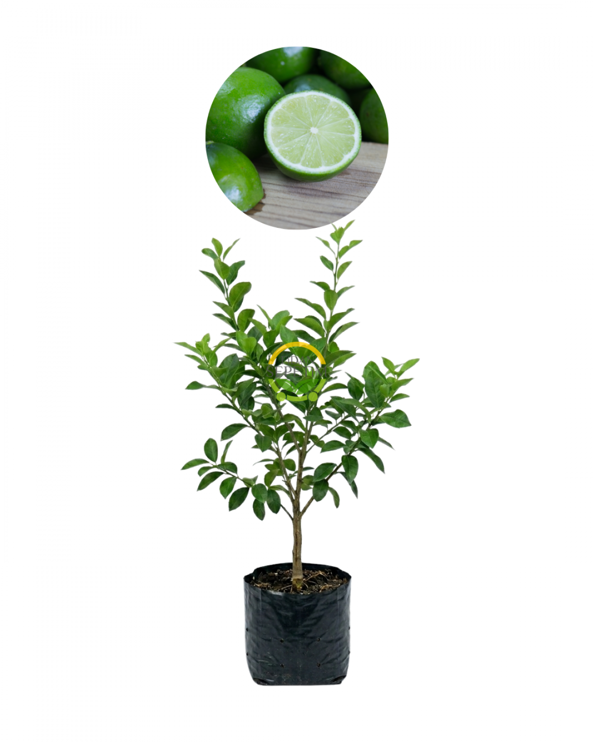 3 Yaş Tahiti Lime Fidanı