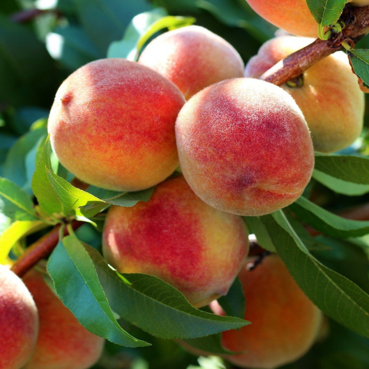 3 Yaş Tokat Lorik Şeftali Fidanı 'Yarı Bodur' 3 Yaş Tokat Lorik Şeftali Fidanı 'Yarı Bodur'