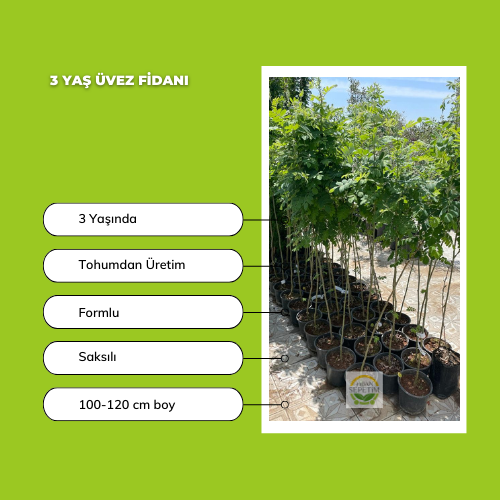 3 Yaş Üvez Fidanı 3 Yaş Üvez Fidanı