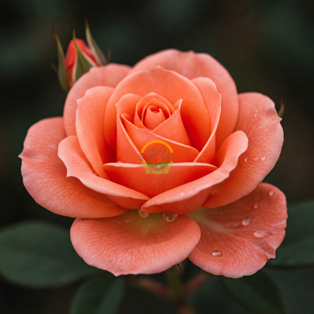 3 Yaş Yavruağzı Renk Sarmaşık Gül Fidanı 3 Yaş Yavruağzı Renk Sarmaşık Gül Fidanı