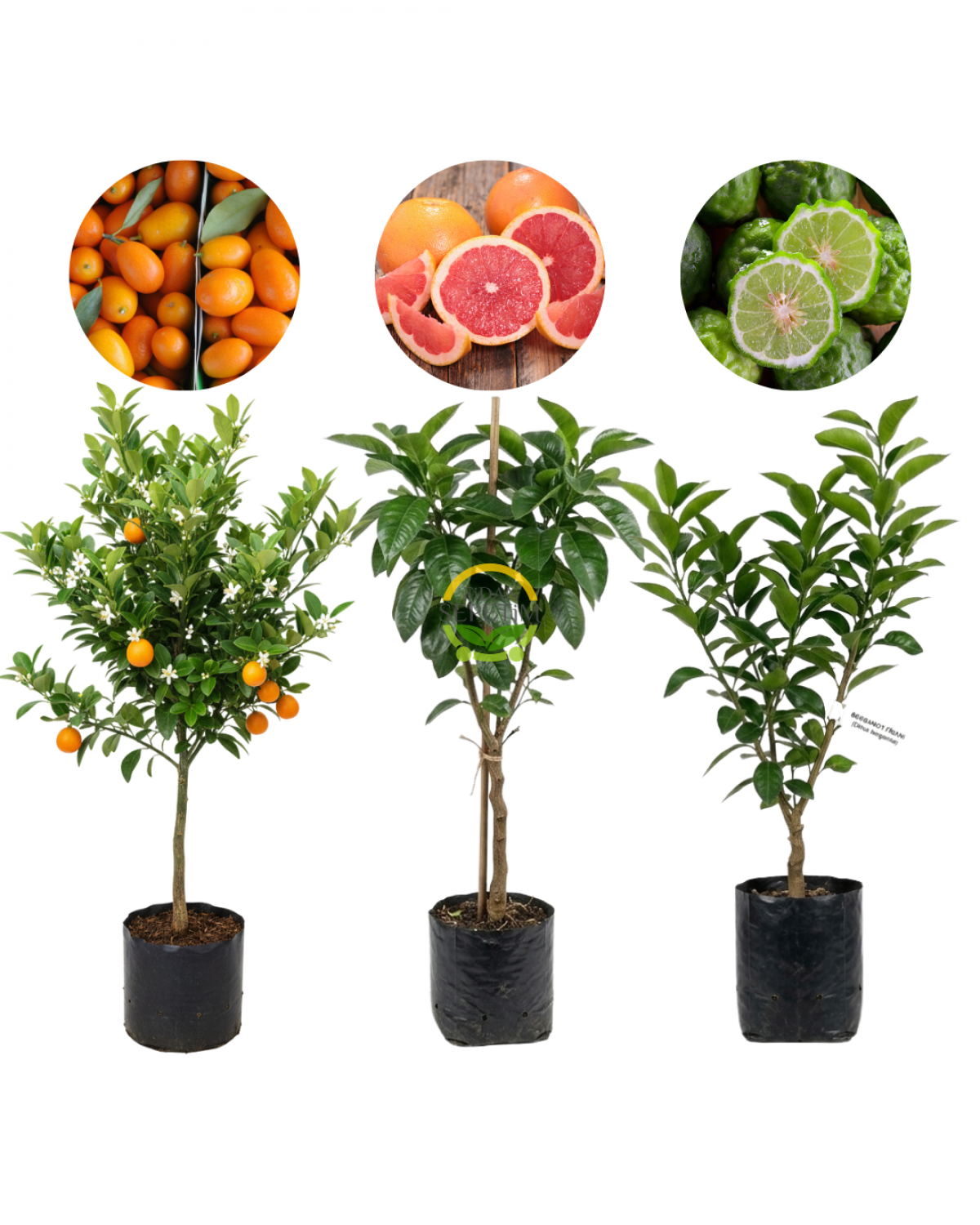 3'lü Gurme Narenciye Fidanı Koleksiyonu