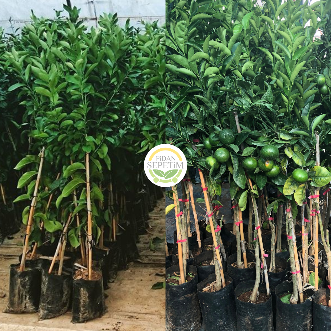 3'lü Narenciye Fidanı Paketi (Hobi Bahçelerine Özel) 3'lü Narenciye Fidanı Paketi (Hobi Bahçelerine Özel)