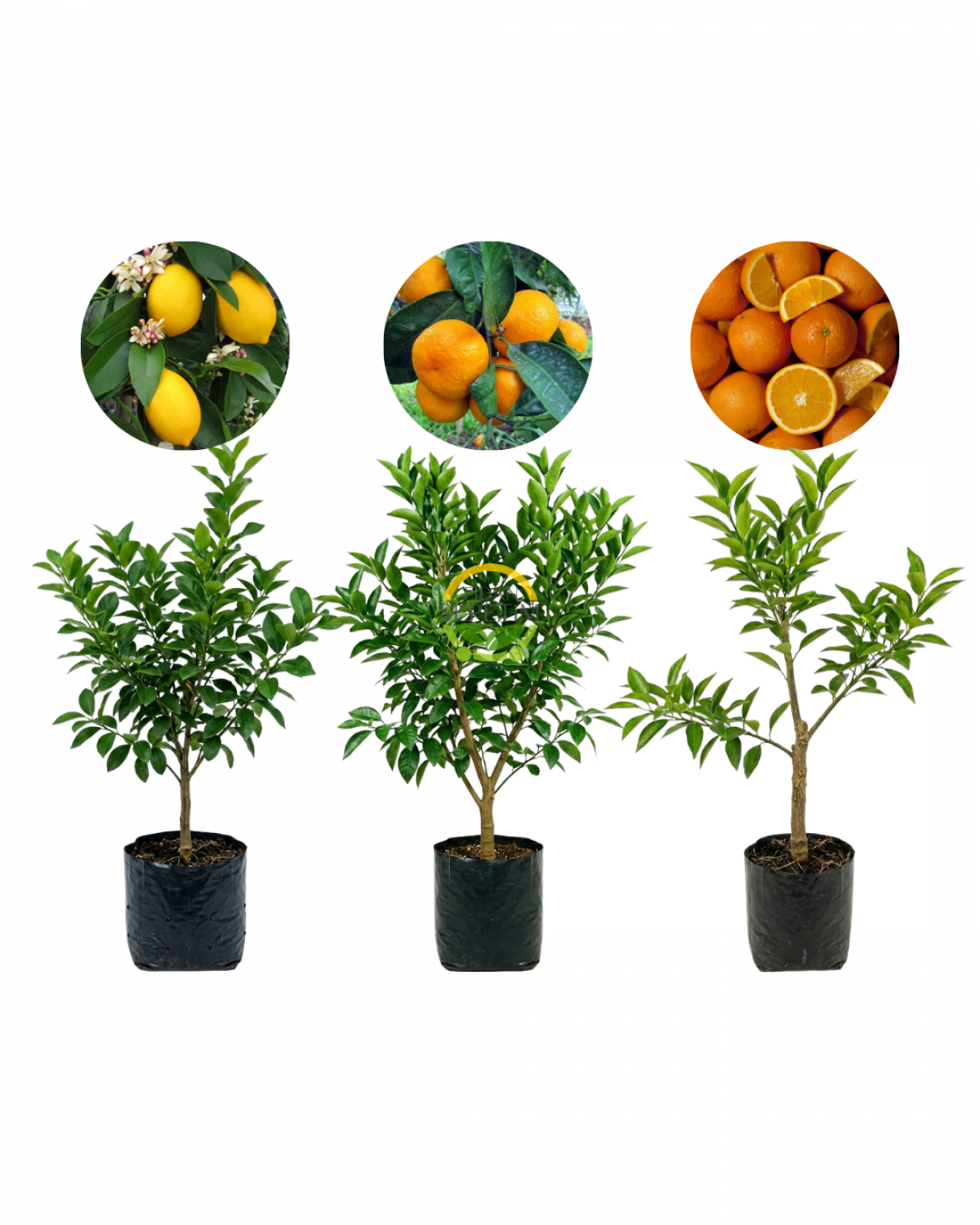 3'lü Narenciye Fidanı Paketi (Hobi Bahçelerine Özel)