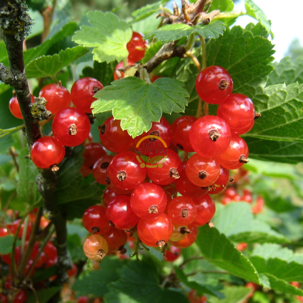 4 Adet Kırmızı Frenk Üzümü Fidanı Paketi 4 Adet Kırmızı Frenk Üzümü Fidanı Paketi