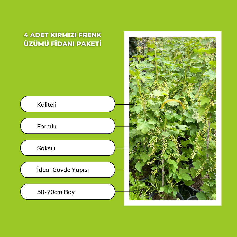 4 Adet Kırmızı Frenk Üzümü Fidanı Paketi 4 Adet Kırmızı Frenk Üzümü Fidanı Paketi