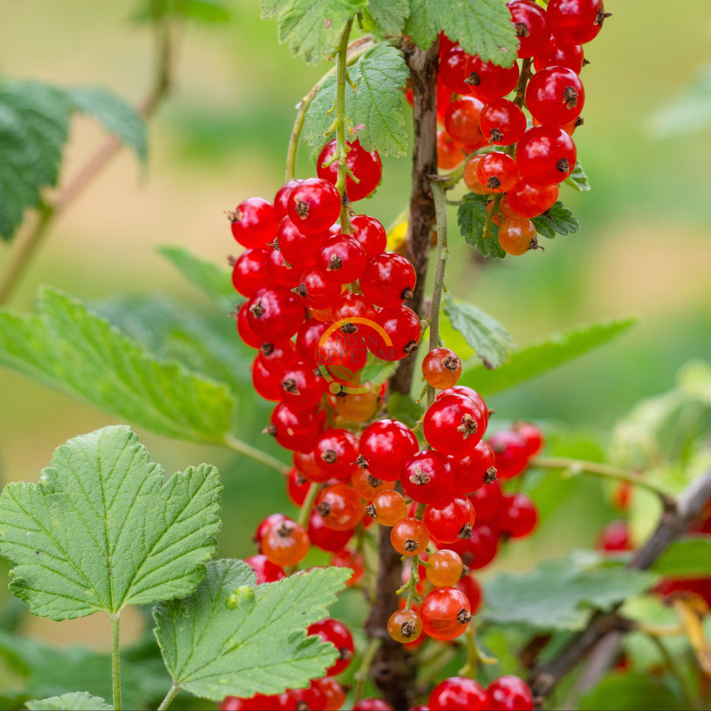4 Adet Kırmızı Frenk Üzümü Fidanı Paketi 4 Adet Kırmızı Frenk Üzümü Fidanı Paketi
