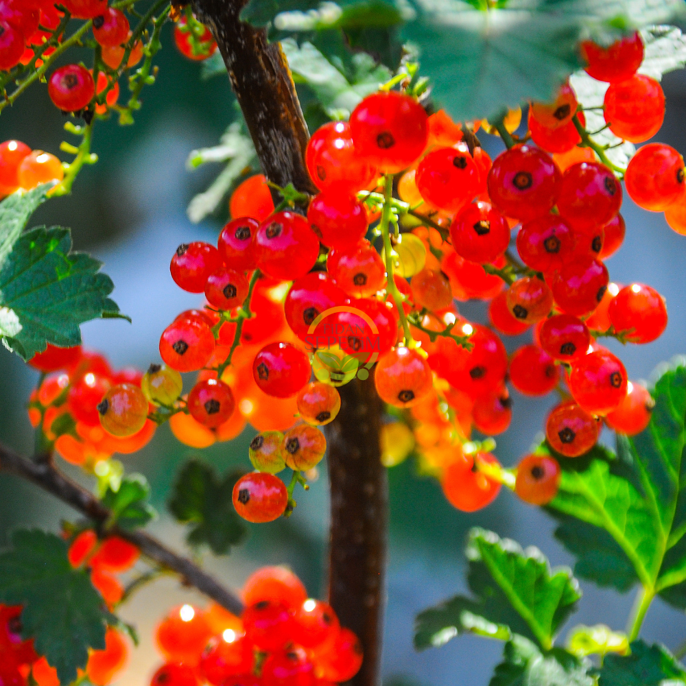 4 Adet Kırmızı Frenk Üzümü Fidanı Paketi 4 Adet Kırmızı Frenk Üzümü Fidanı Paketi